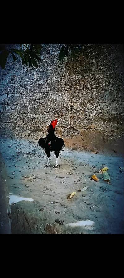 Amroha Aseel urgent sale