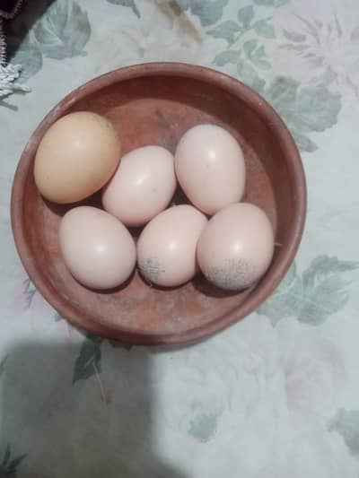 pure shamo fertile egg