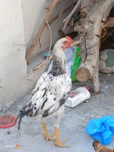 Aseel Naked Neck (Ghanja) Desi Murgha