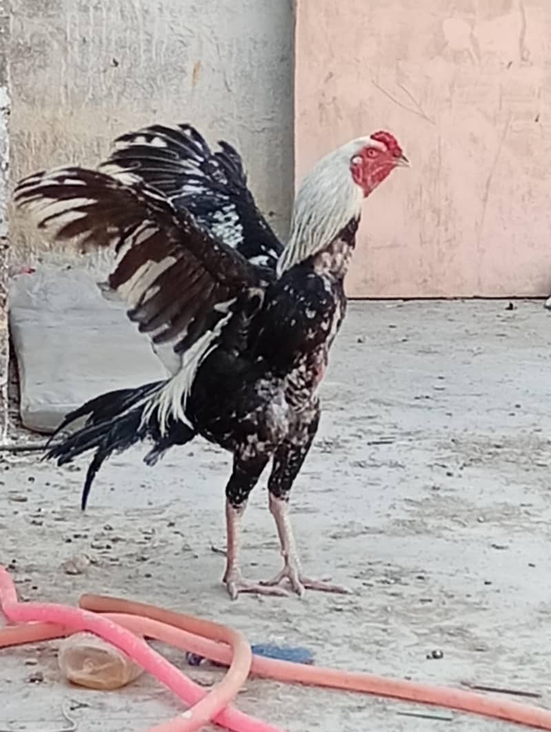 Pure Aseel Java Pair 0