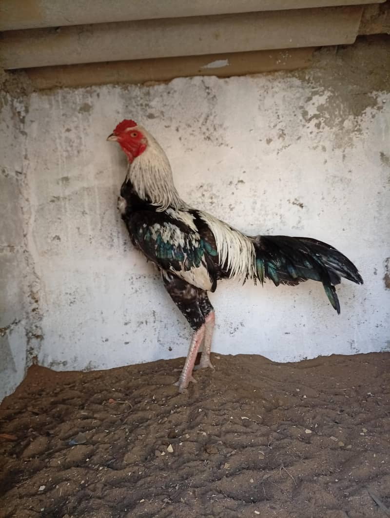 Pure Aseel Java Pair 2