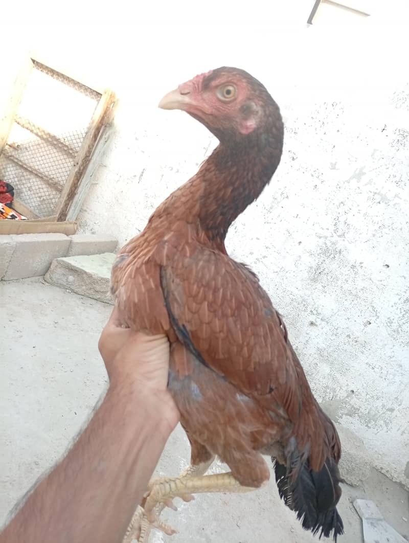 Pure Aseel Java Pair 3