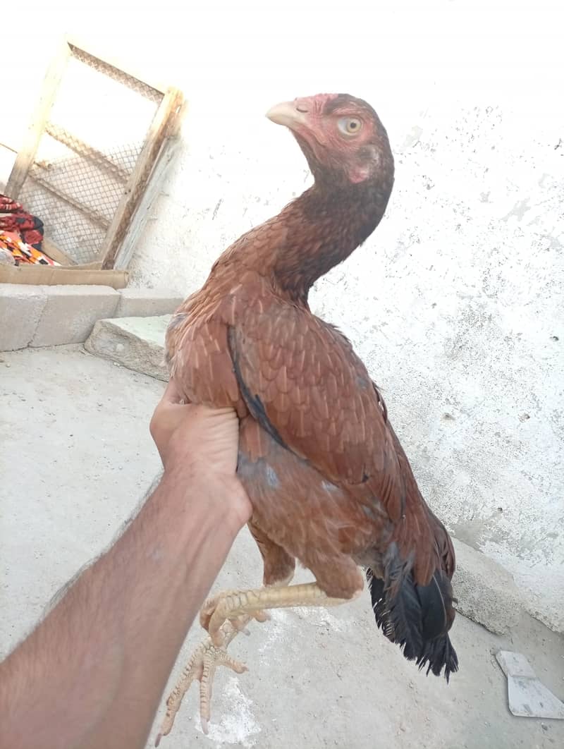 Pure Aseel Java Pair 4