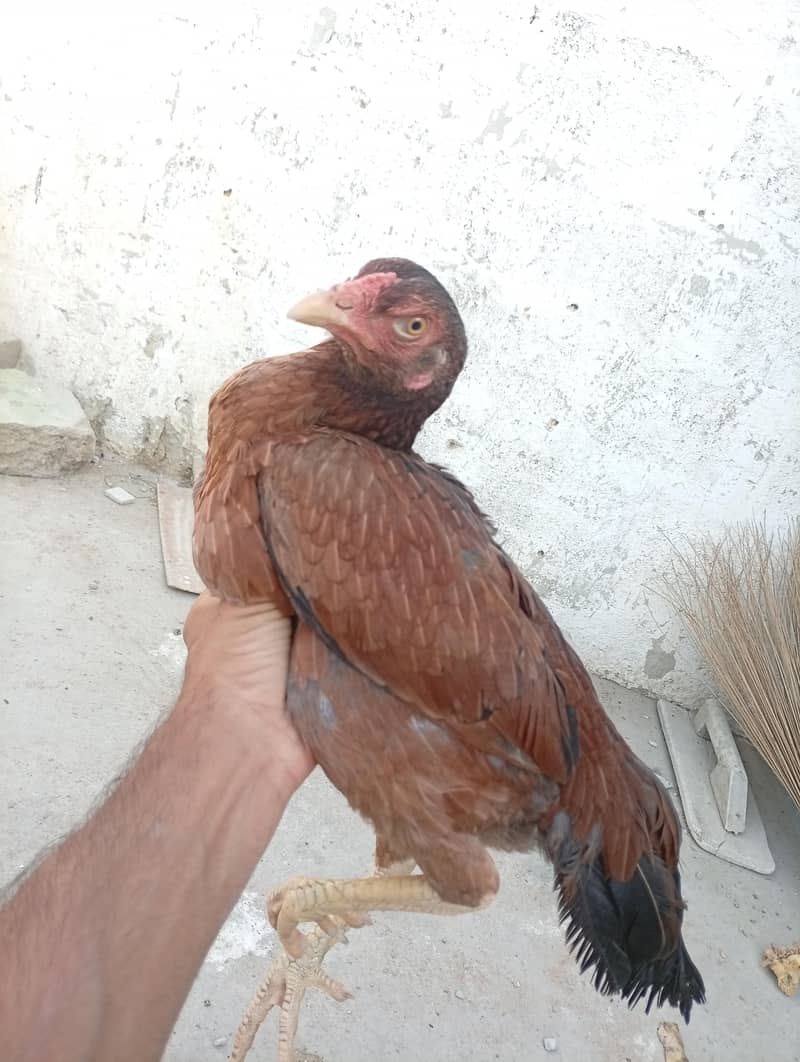 Pure Aseel Java Pair 5