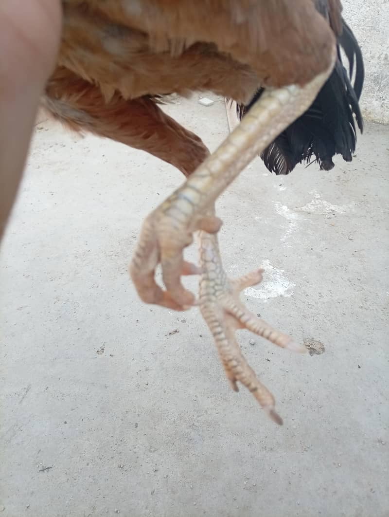 Pure Aseel Java Pair 6