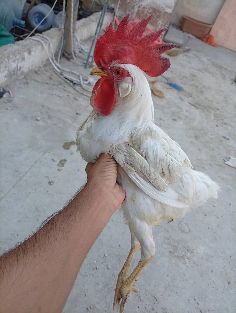 Pure Aseel Java Pair 7