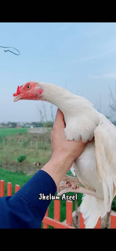 Heera quality birds available