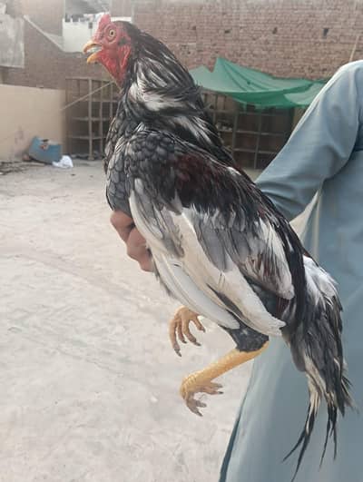 Aseel Patha and  Sindhi breader female