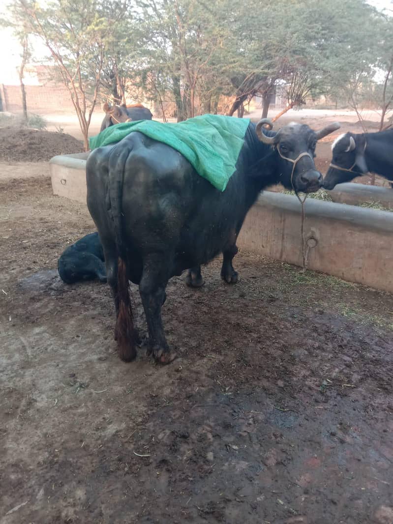 ساہیوال نسل کی 0