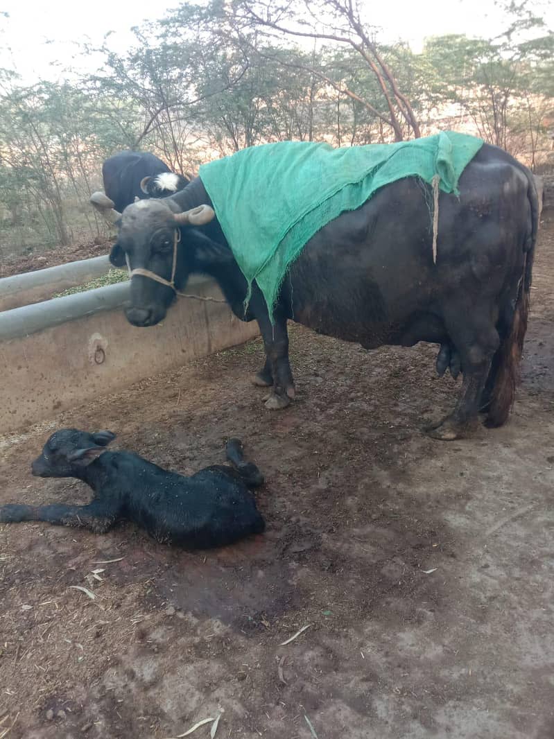 ساہیوال نسل کی 1