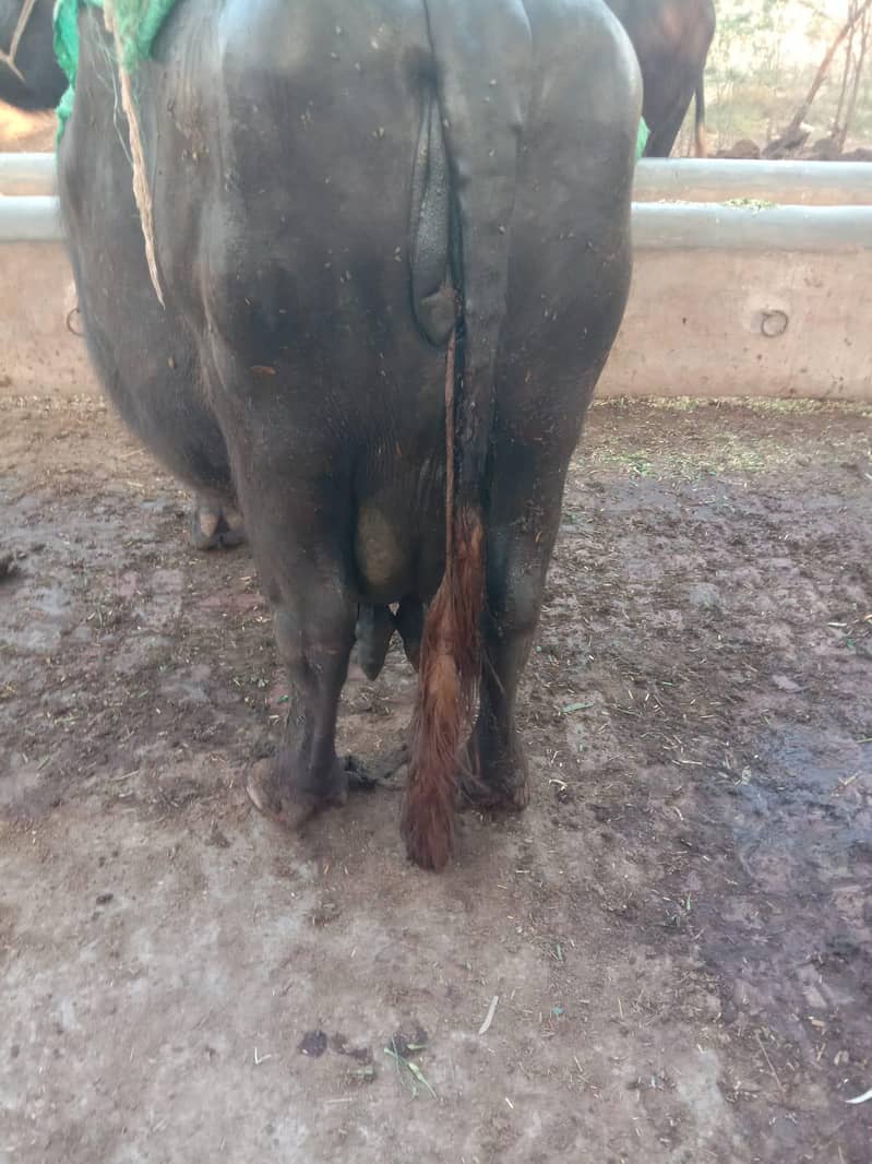 ساہیوال نسل کی 2