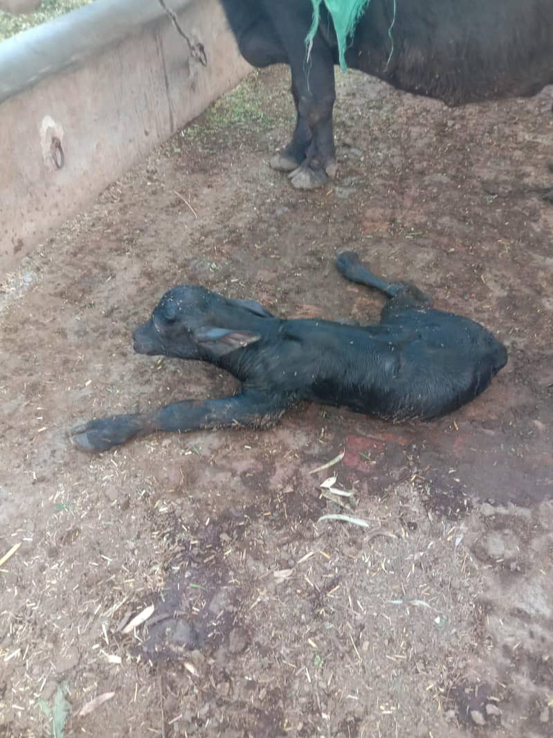 ساہیوال نسل کی 3