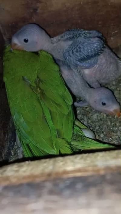 Ringneck chicks available for handtame