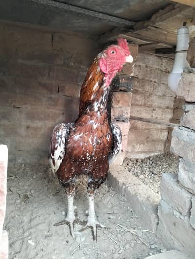 top quality miyawale murga or patha