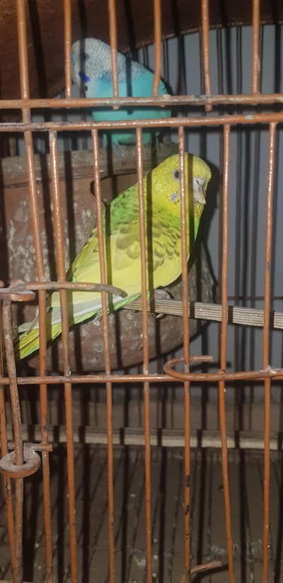 breder pair for sal 03338759822