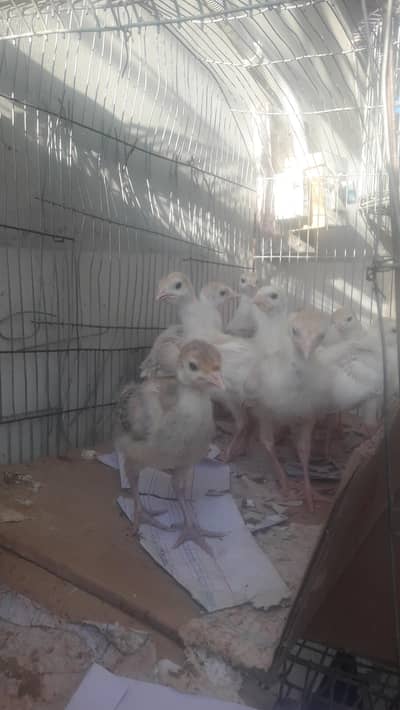 Turkey white  and brown 03403005566 WhatsApp pa bt kara