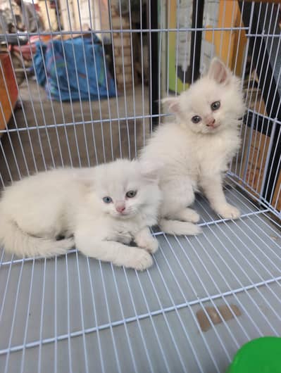 Persian cats babies odd eyes 1.5 months old 12500Rs