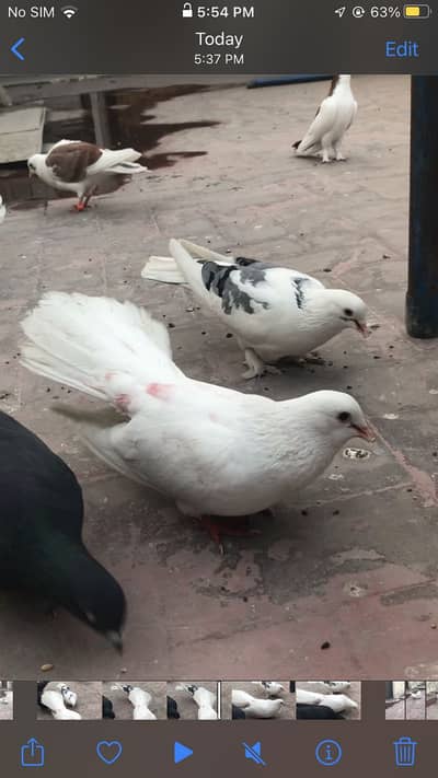 a one brider pair one baby sath gift