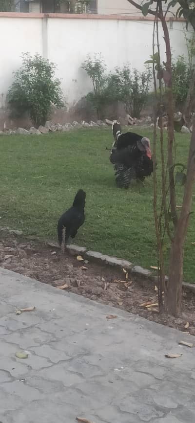 pure autrolop breed male