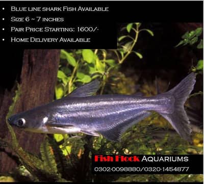BLUE LINE SHARK FISH