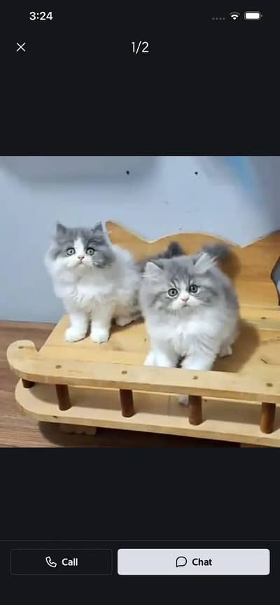 Persian Cats & Kittens for Sale may WhatsApp 03126762031