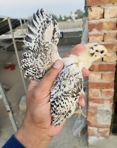 golden Misri Chicks| Golden Misri hens| egg laying hens| Desi chicks