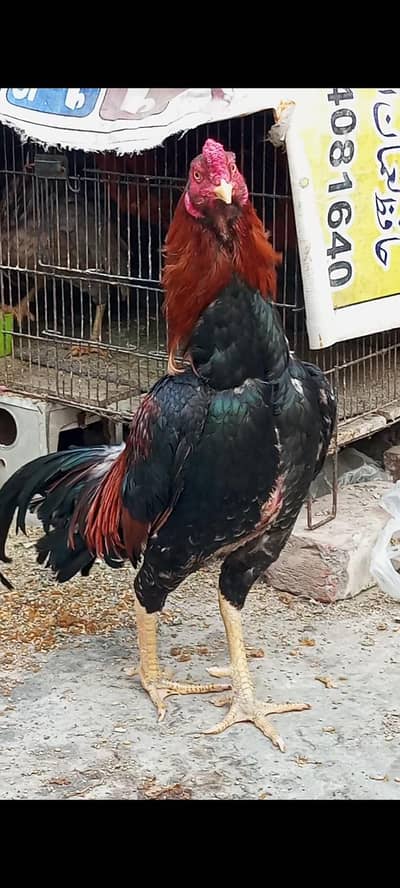 Sale ke liye sehatmand murga