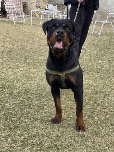 Rottwieller Female 14 months
