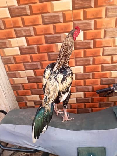 high quality jawa patha 03711036880