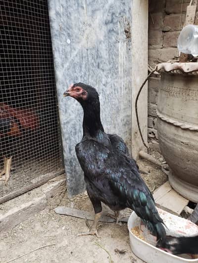 Black shamo female + shamo aseel cross male
