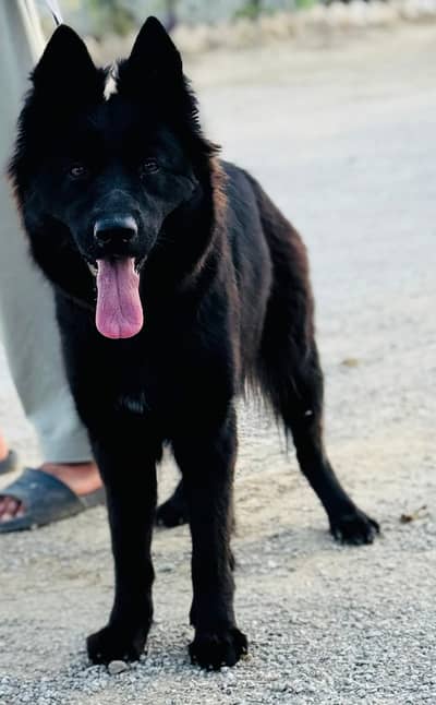 black german shephard long coat