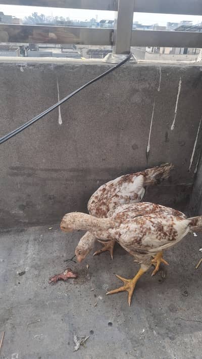 indain parrat beak pair urgent sale