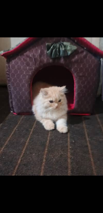 Persian kittens  for sale difrent ages difrent prices 03009837719
