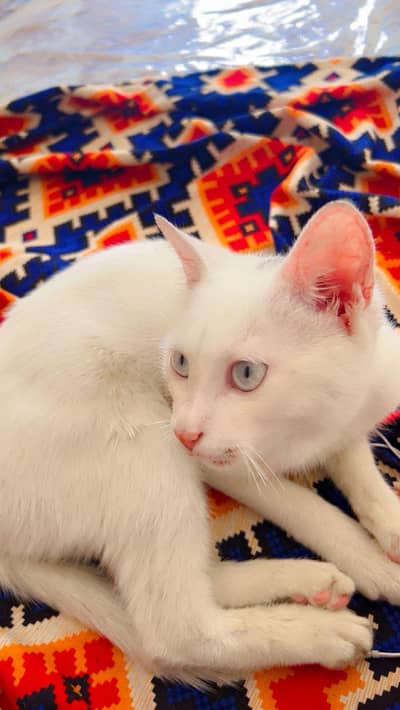 female kiten for sale