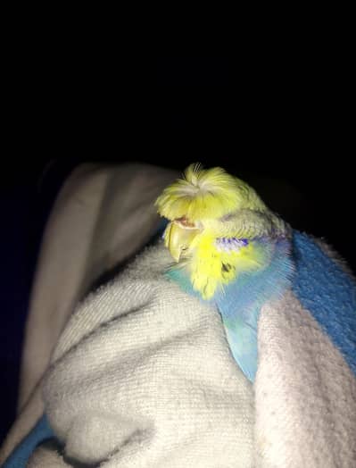 budgies english crusted pair or rainbow lutino king size pair