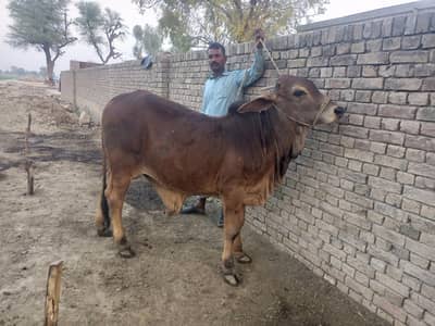 Brahman cross bull Shok waly rabta krain