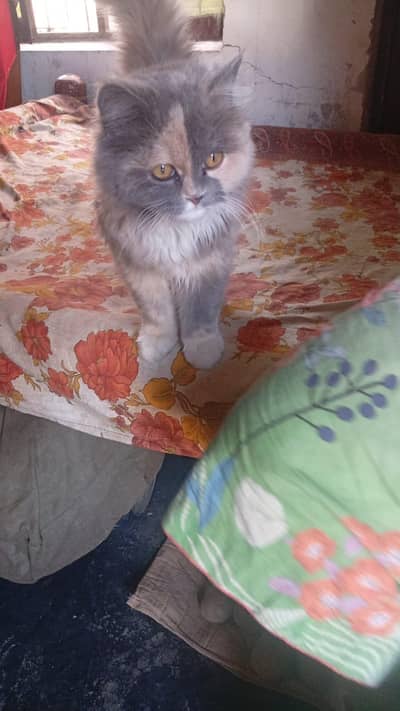 beautiful Russian cat for sale