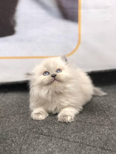 parshion punch face triple cot kitten cat male and female