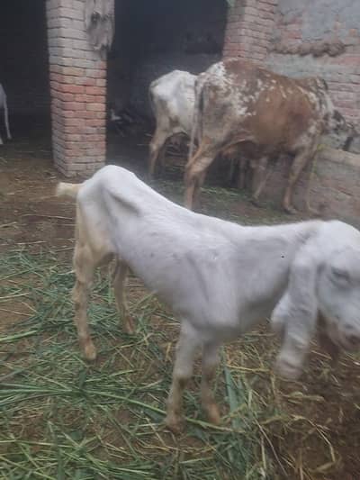 pure rajan puri bakra pakka khera ha