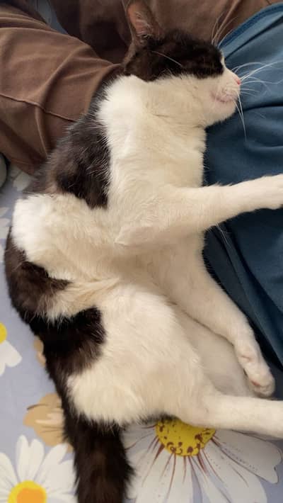 Beautiful Healthy Cat for Sale