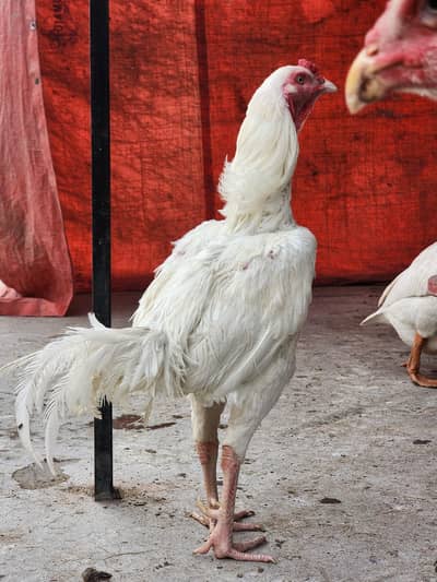 Heera aseel breeder pair