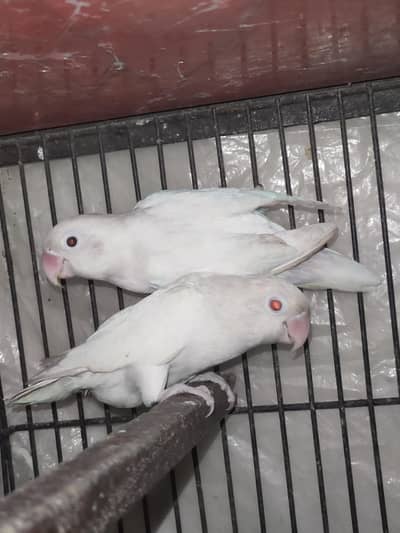 B2 confirm breader pair 100% geruntee