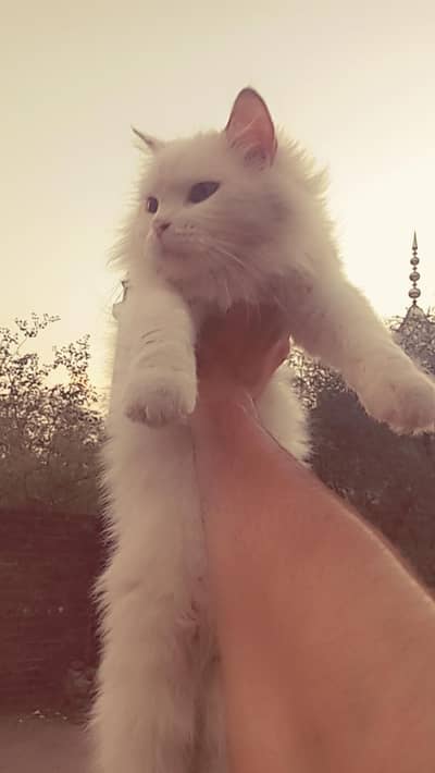 white persian female cat available for sale