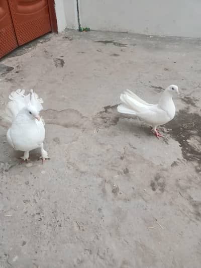 Indian Male, Mix Female Lucky Pigeon