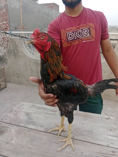 Hint x Burmi x Vet Breeder patha from imported bloodline