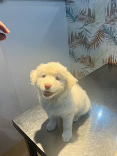 Maltese puppy up for sale