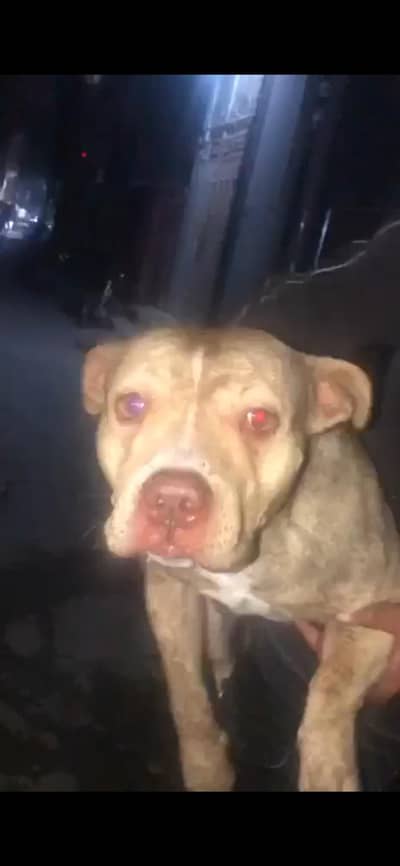 pitbull puppies for sale  