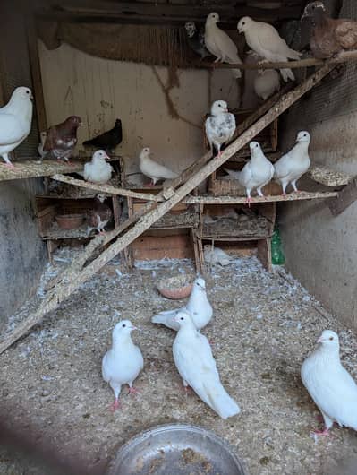 pegions for sale in reasonable price, sab Lene walon ko acha discount.