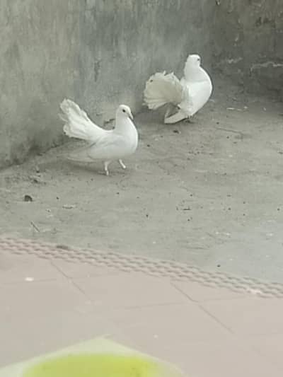 lucky white kabutar pair available