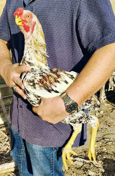 Qandhari kandhar parrot beak i heera hera hira aseel  hen murgha